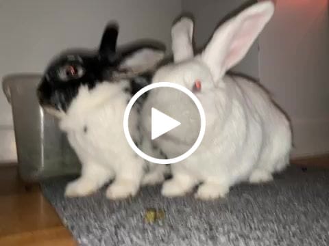 Customer video review of Premium Cold Pressed Rabbit Pellets