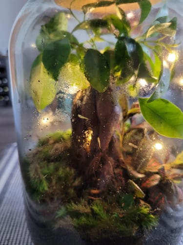 Customer photo review of Muttertags-Geschenkset 4L- Flaschengarten mit LED-Korken und persönlicher Grußkarte