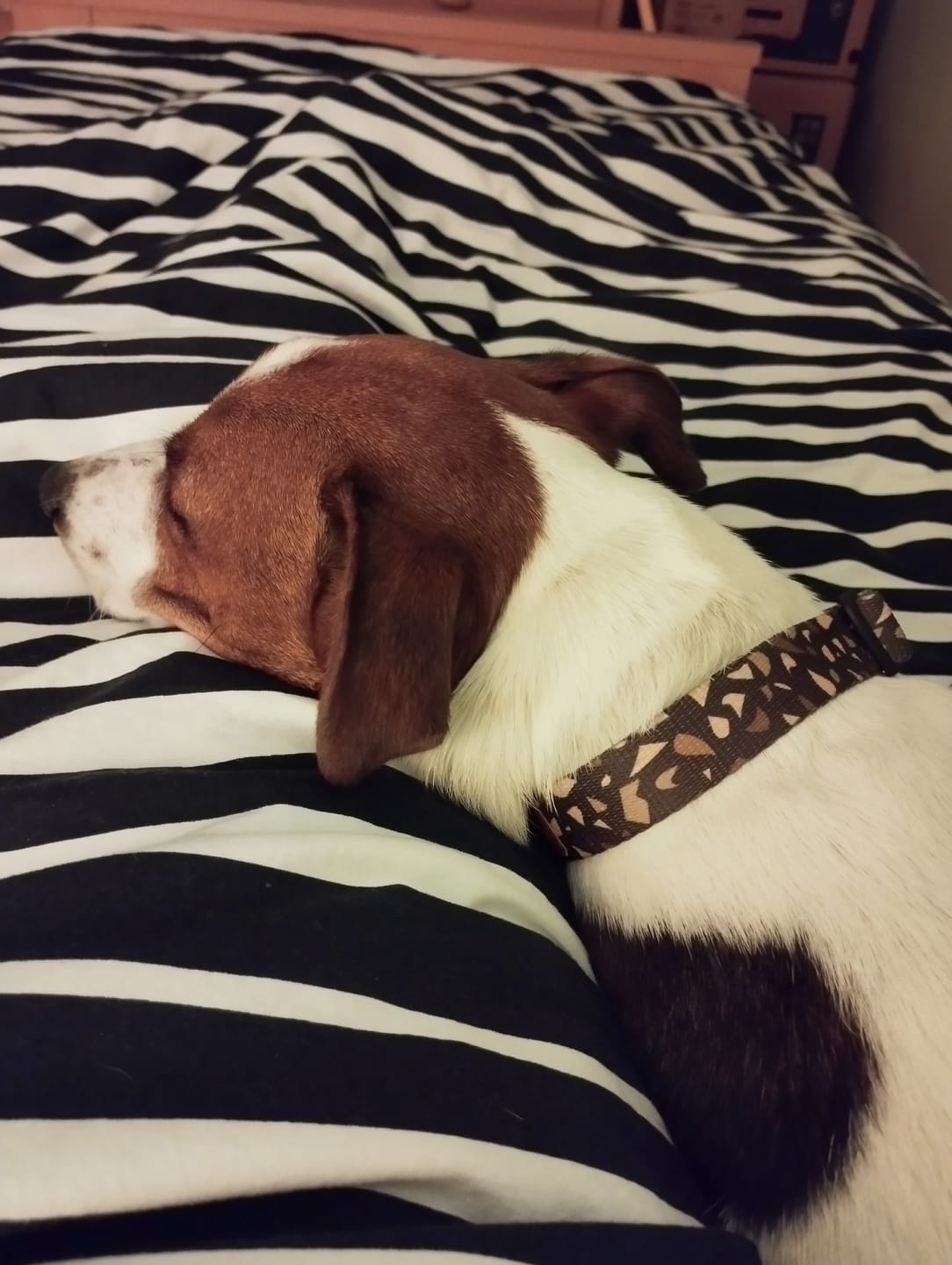 Customer photo review of Obroża "Brownie Terrazzo" - czarne okucia