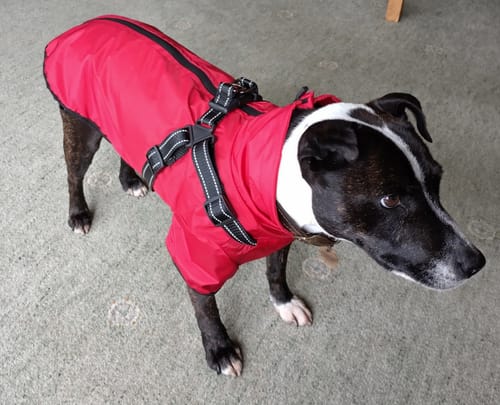 Customer photo review of Verano - Lightweight Waterproof Dog Coat with Built in Harness