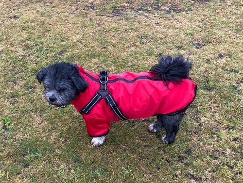 Customer photo review of Verano - Lightweight Waterproof Dog Coat with Built in Harness