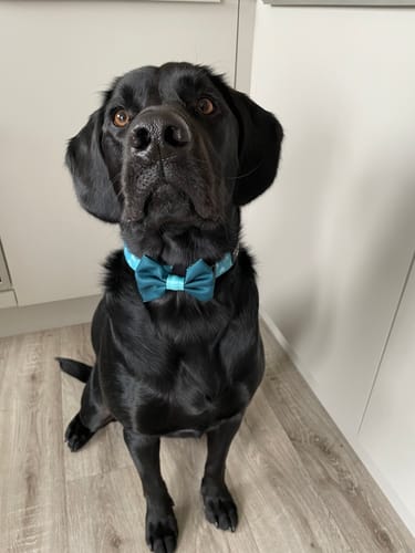 Customer photo review of Collar – Teal Hearts - Sale