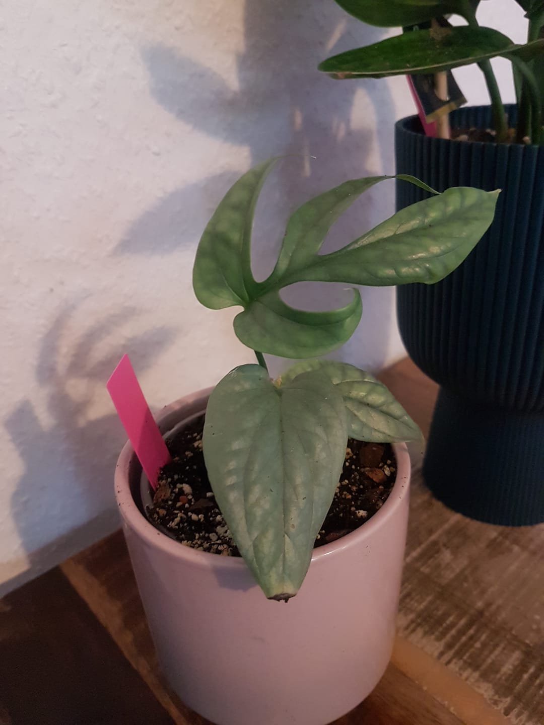 Customer photo review of MONSTERA AMYDRIUM MEDIUM SILVER