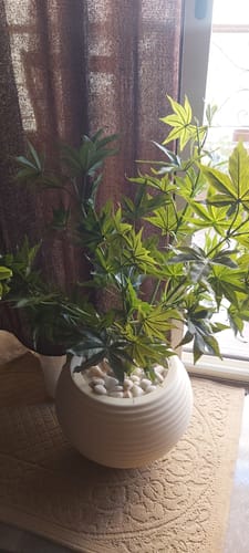 Customer photo review of إناء زرع مع شجرة خروع - FL99