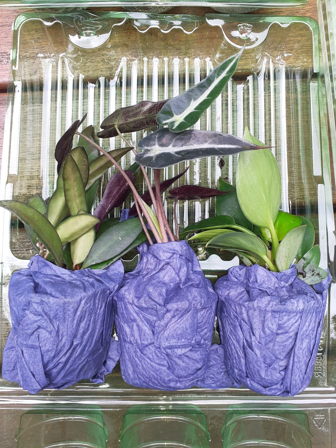 Customer photo review of ALOCASIA BAMBINO