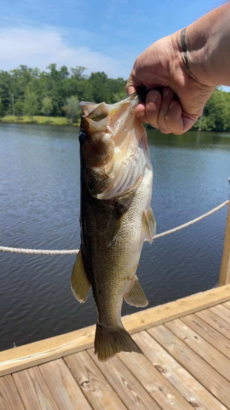 Customer photo review of Carbon Elite Nearshore Spinning Reels
