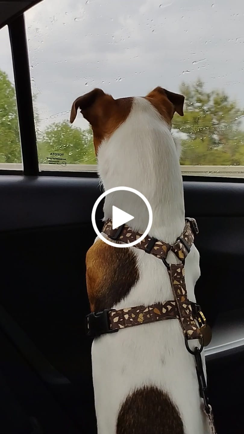 Customer video review of Pas do samochodu "Brownie Terrazzo"
