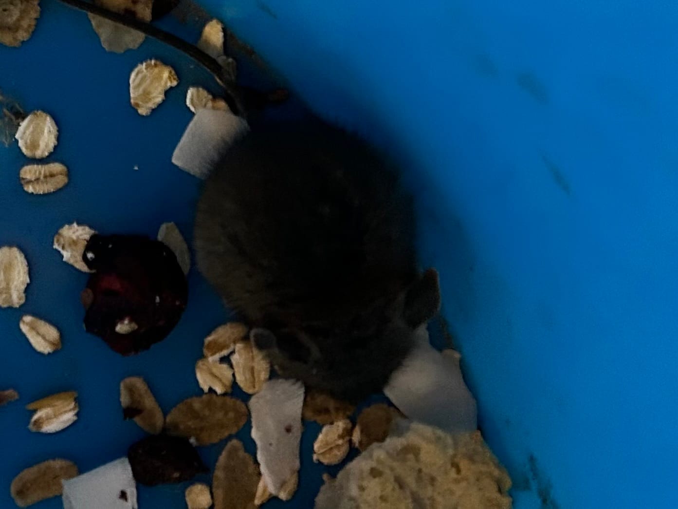 Customer photo review of Piège à Rats, Mulots et Souris à Trappe intelligente