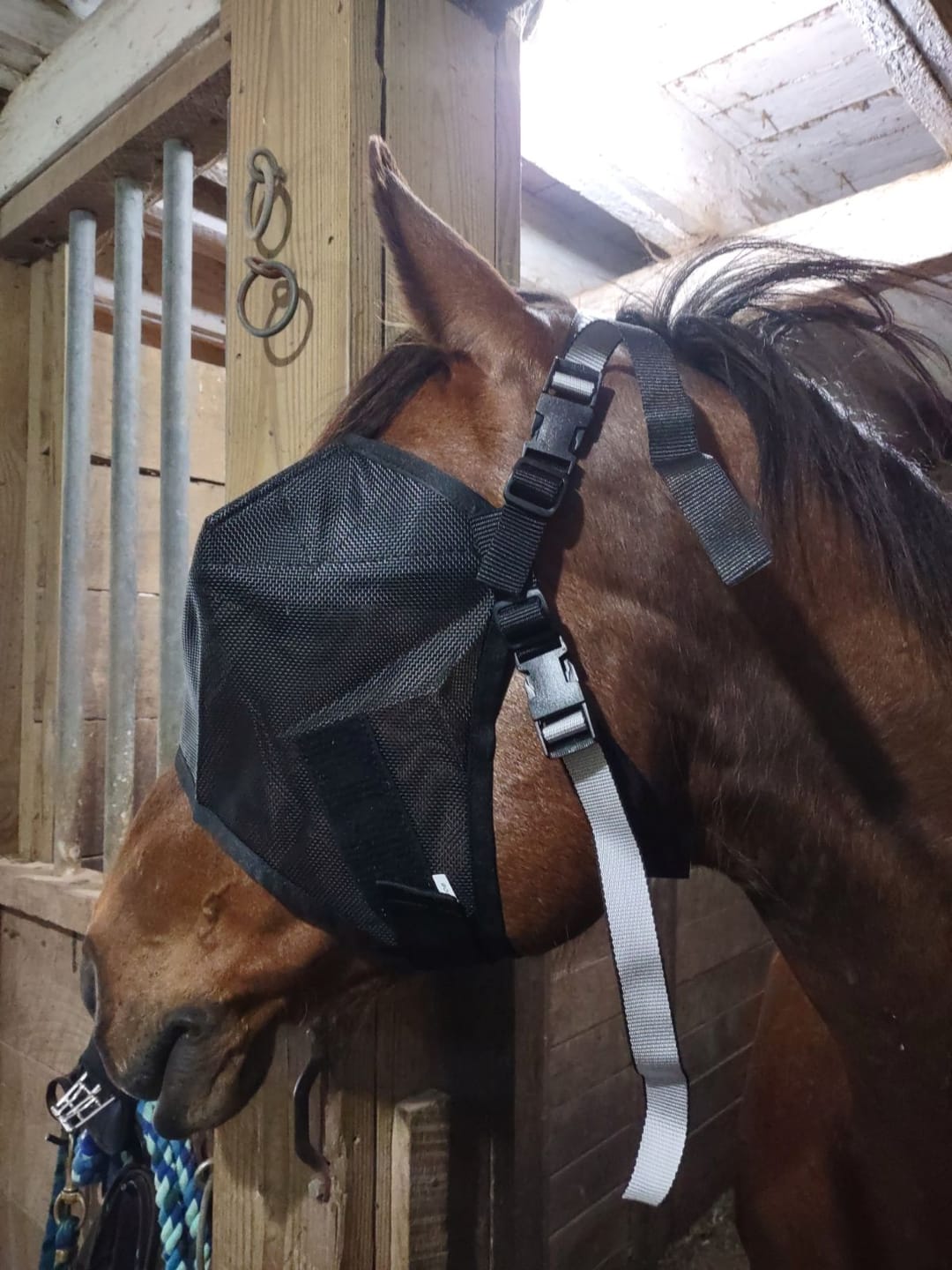 Customer photo review of EquiVizor Fly Mask - Standard