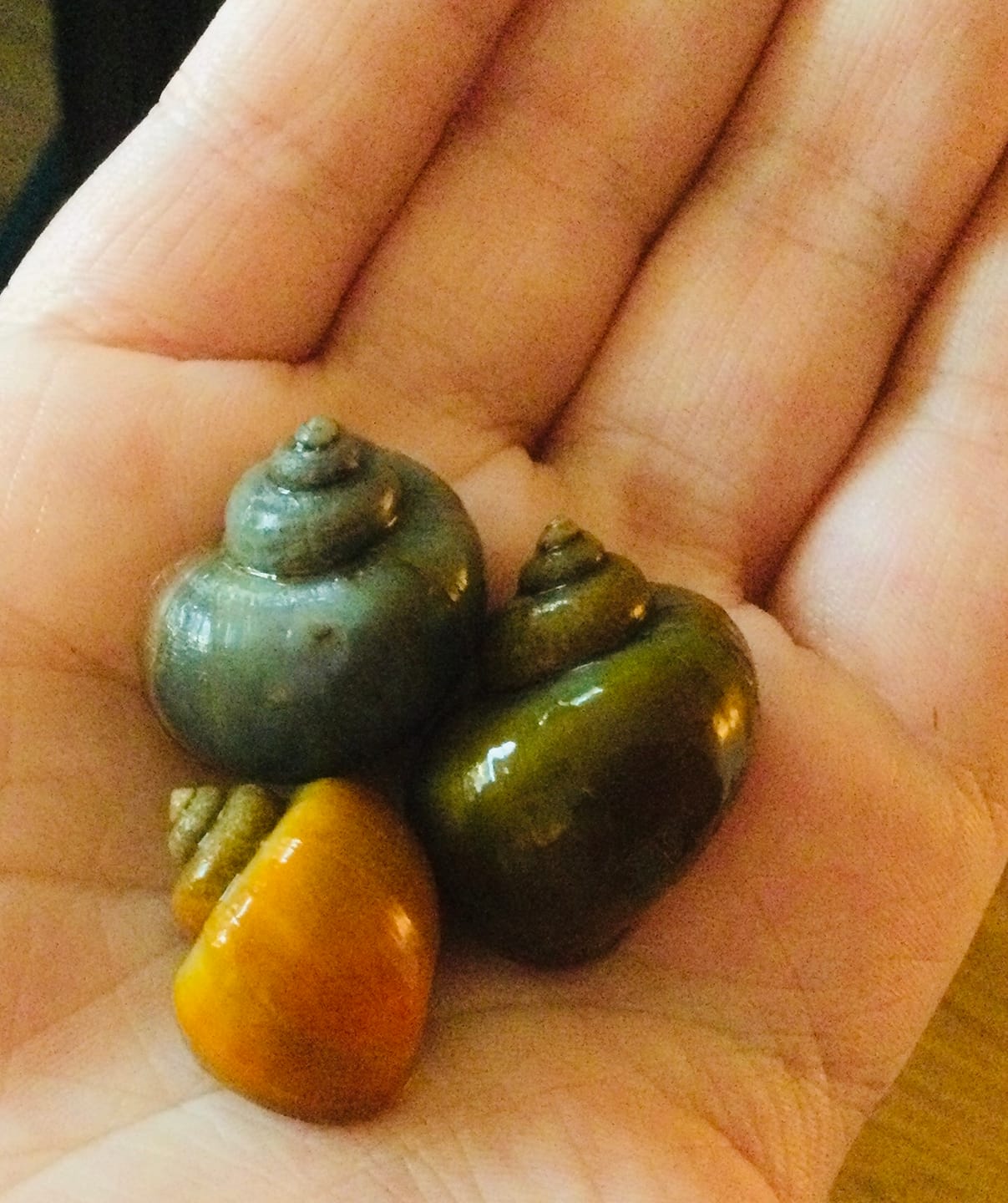 Customer photo review of Mystery Snail Mix (3 pack)