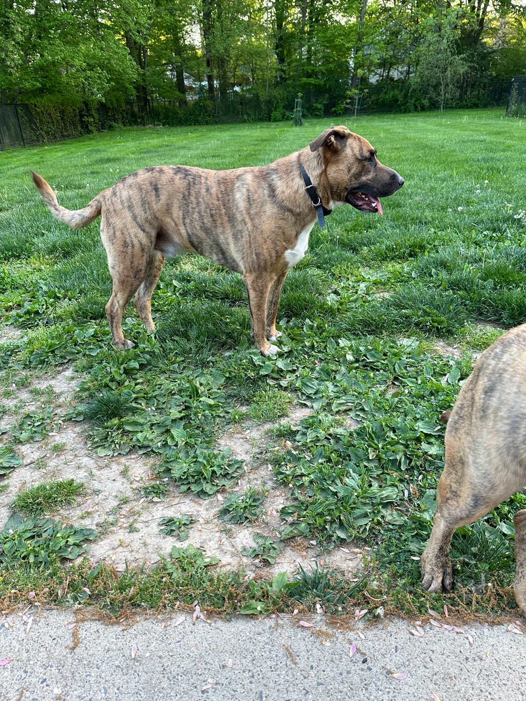 Customer photo review of WALK-EASY® Joint and Hip Pain Relief for Dogs and Cats - Helps Arthritis, Torn Ligament and Other Joint Conditions
