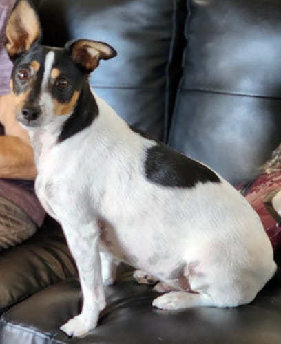 Customer photo review of 3 Pack Special - Australia's Best Natural Meal Topper + Scoop