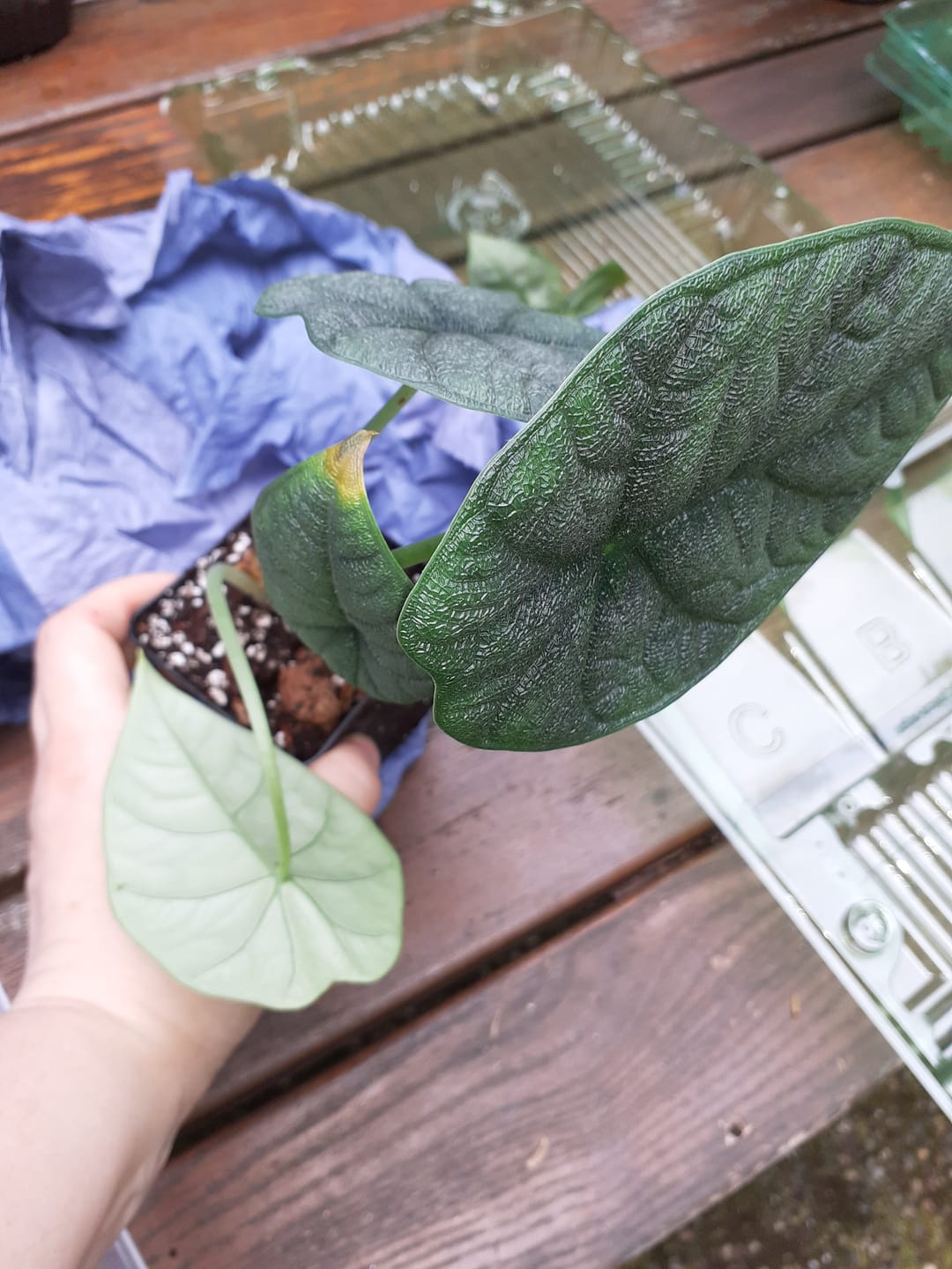 Customer photo review of ALOCASIA MELO