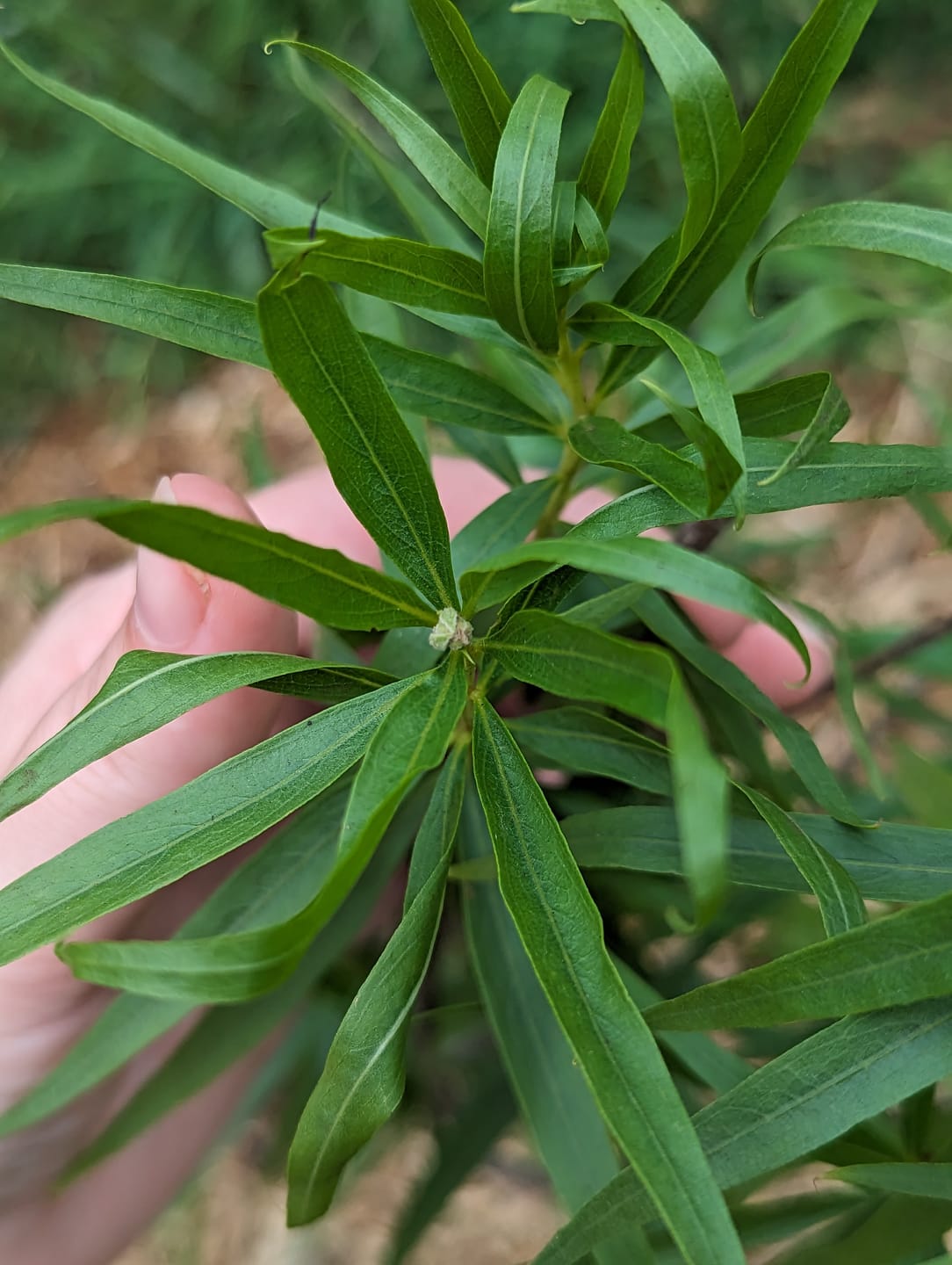 Customer photo review of Bubba Desert Willow 'Pink'