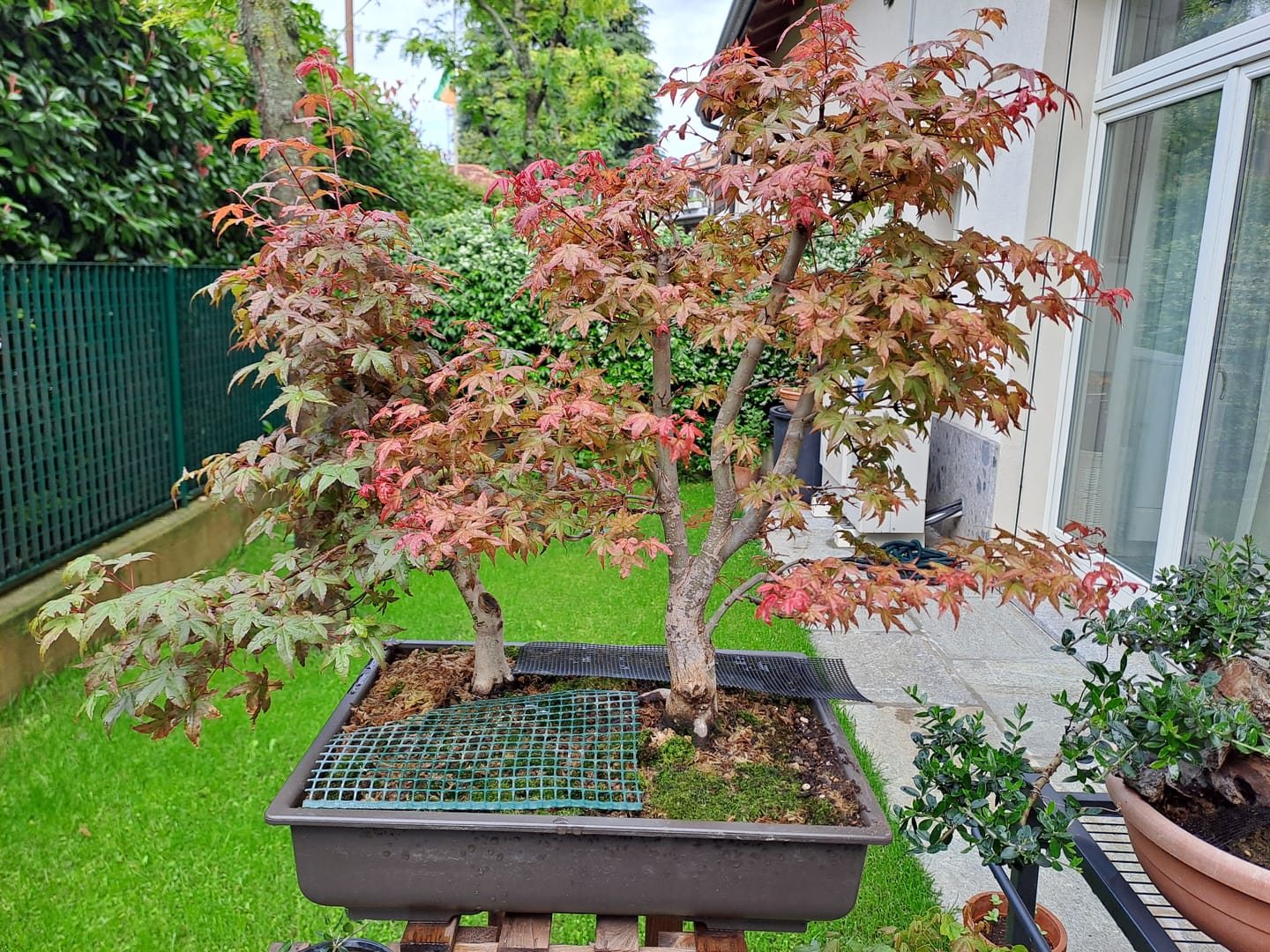 Customer photo review of VASI BONSAI PLASTICA RIGIDA PROFESSIONALI