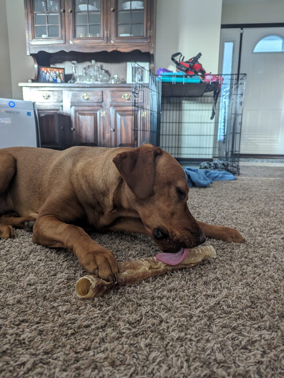 Customer photo review of 12 Inch Beef Trachea
