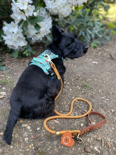 Customer photo review of 5ft Rope Lead - Orange + Brown