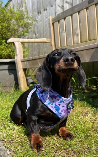 Customer photo review of Adjustable Harness – Tiny Diny