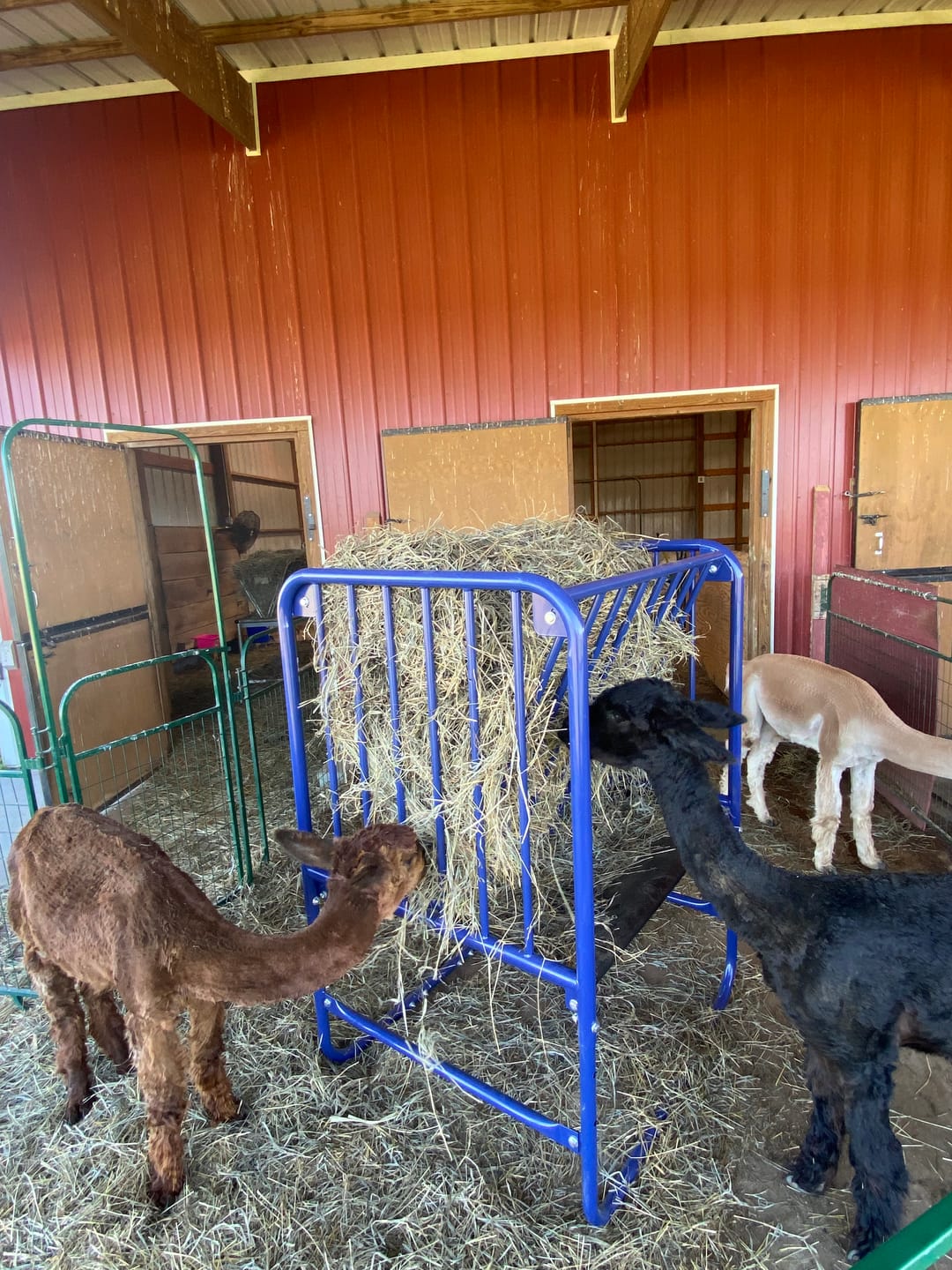Customer photo review of Adjustable Height Hay & Grain Feeder