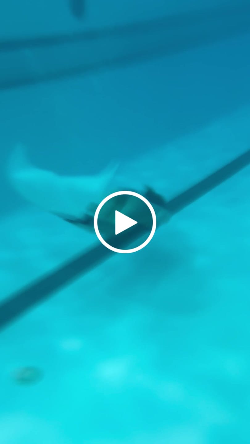 Customer video review of 100% Silicone Colorful Mermaid Tail Monofin for Diving and Swimming Patent-Protected