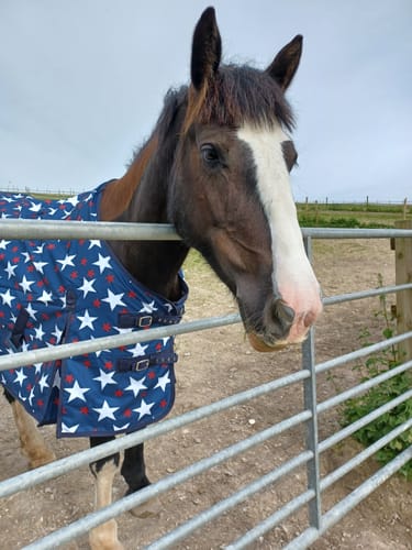 Customer photo review of Rhinegold Torrent Star Design Outdoor Rug