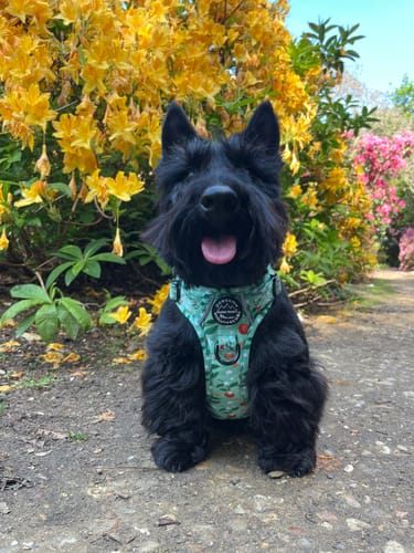 Customer photo review of Tough Trails™ Harness - Clemmie