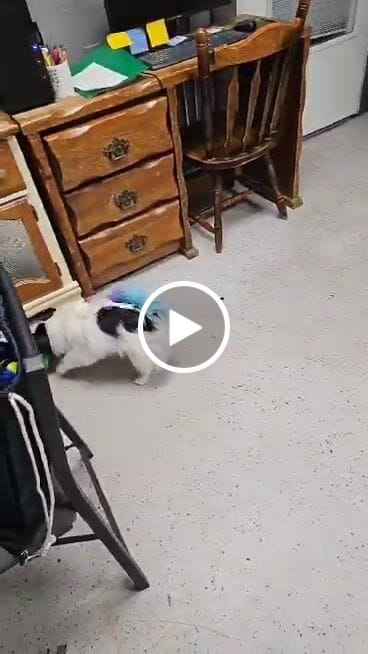 Customer video review of Spin & Treat Stick