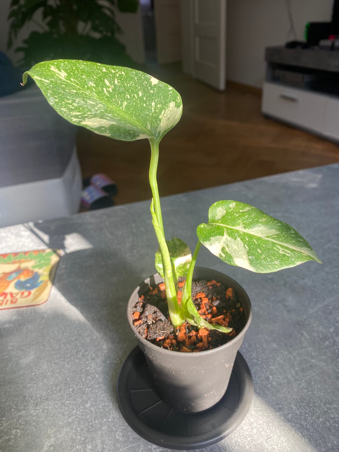 Customer photo review of MONSTERA THAI CONSTELLATION