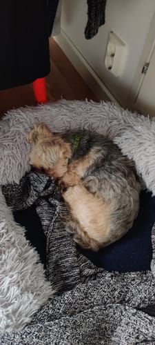 Customer photo review of CalmBed - Motverkar stress & hjälper mot ångest