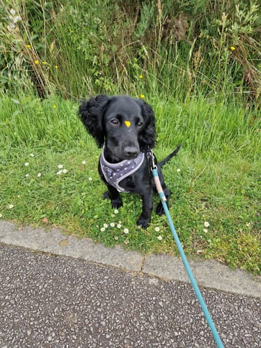 Customer photo review of Adjustable Harness – Black Jack - Sale