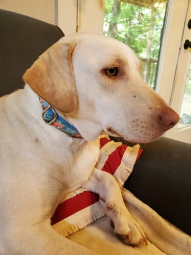 Customer photo review of Kai Buckle Collar