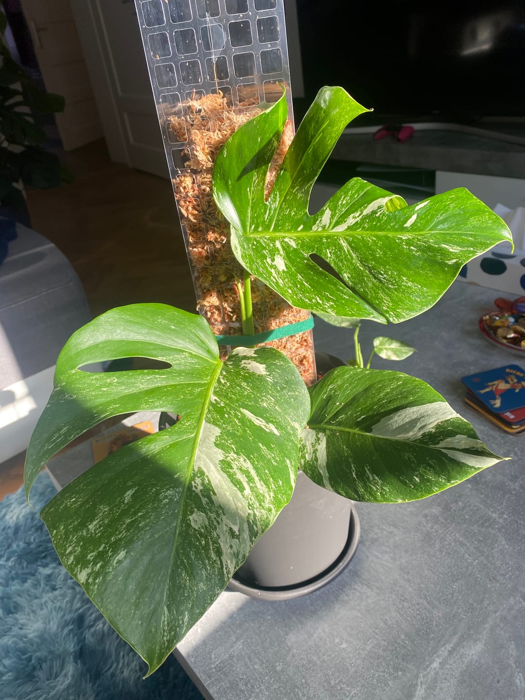 Customer photo review of MONSTERA DELICIOSA VARIEGATA