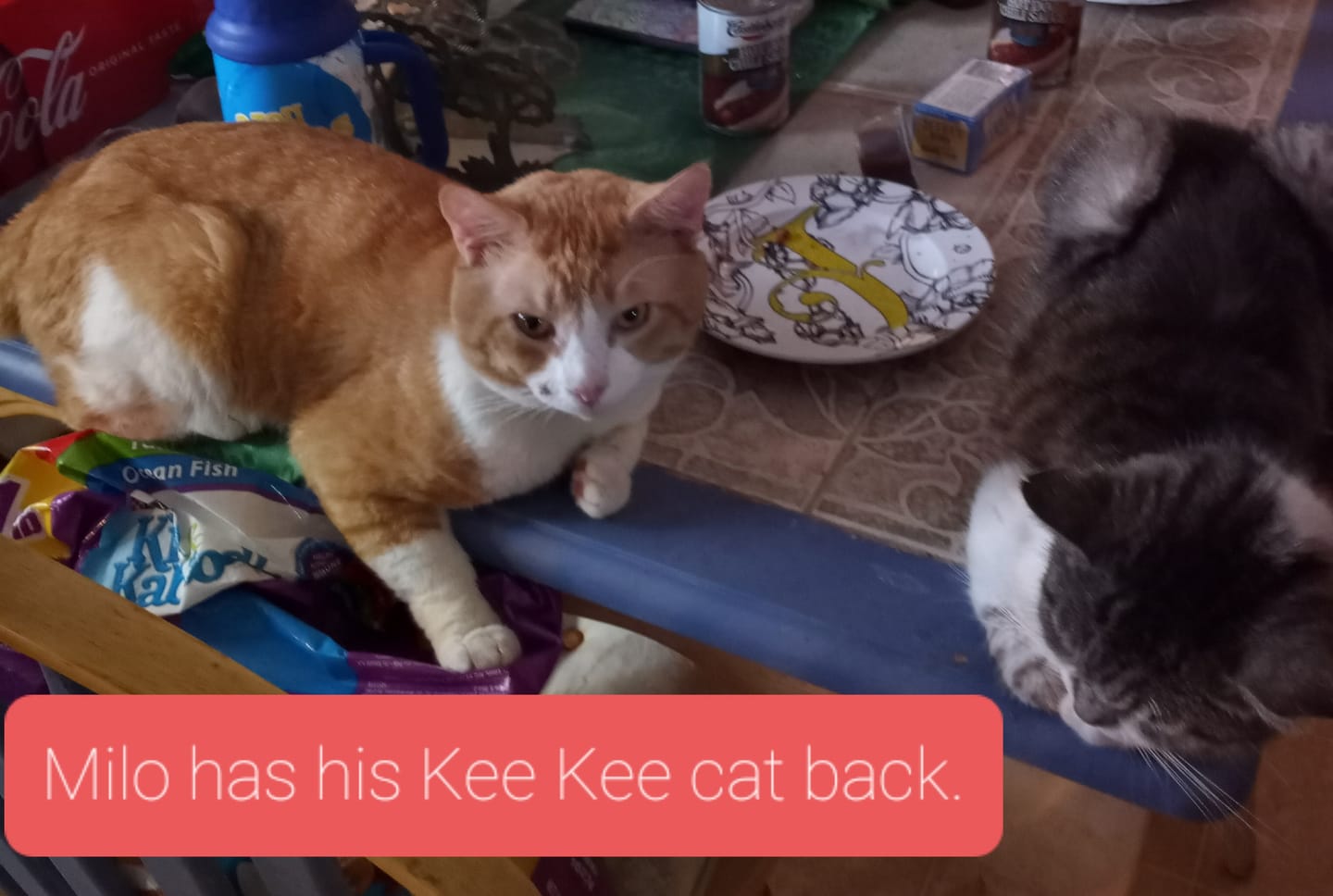Customer photo review of Mange Treatment for Cats - Treats Feline Sarcoptic & Demodectic Mange, Scabies & Ear Mites