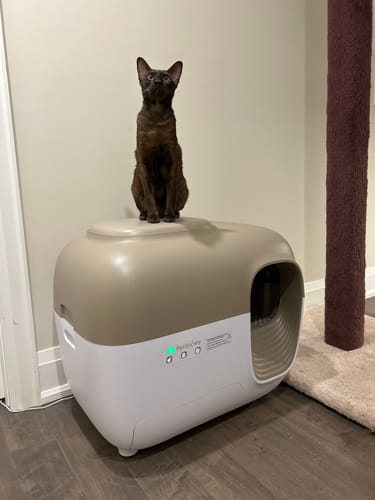 Customer photo review of Self-Cleaning Litter Box