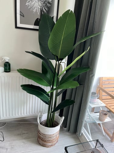Customer photo review of Strelitzia Kunstplant 160cm
