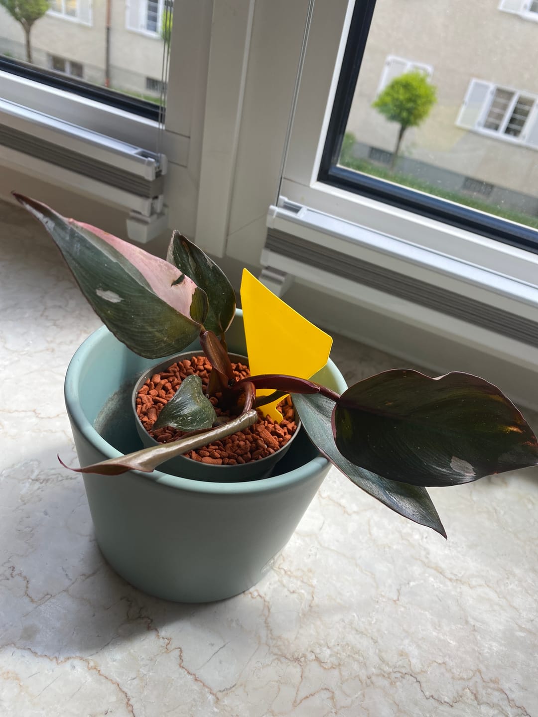 Customer photo review of PHILODENDRON PINK PRINCESS