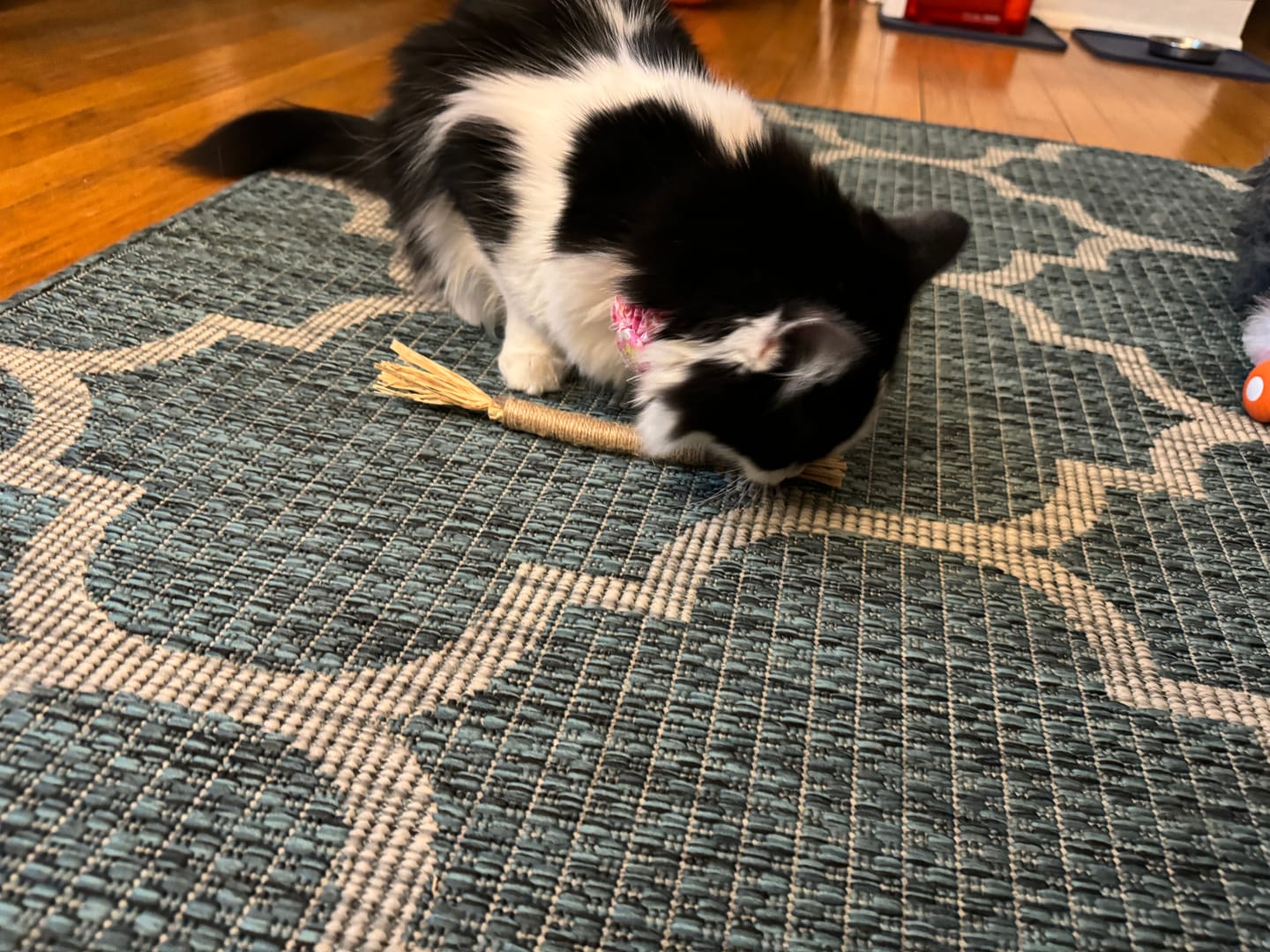 Customer photo review of RYERCAT Silvervine Cat Dental Sticks