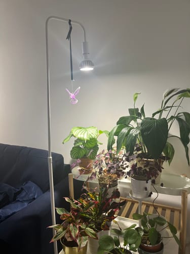 Customer photo review of Pianta LED Grow Light 3-Pack bundle