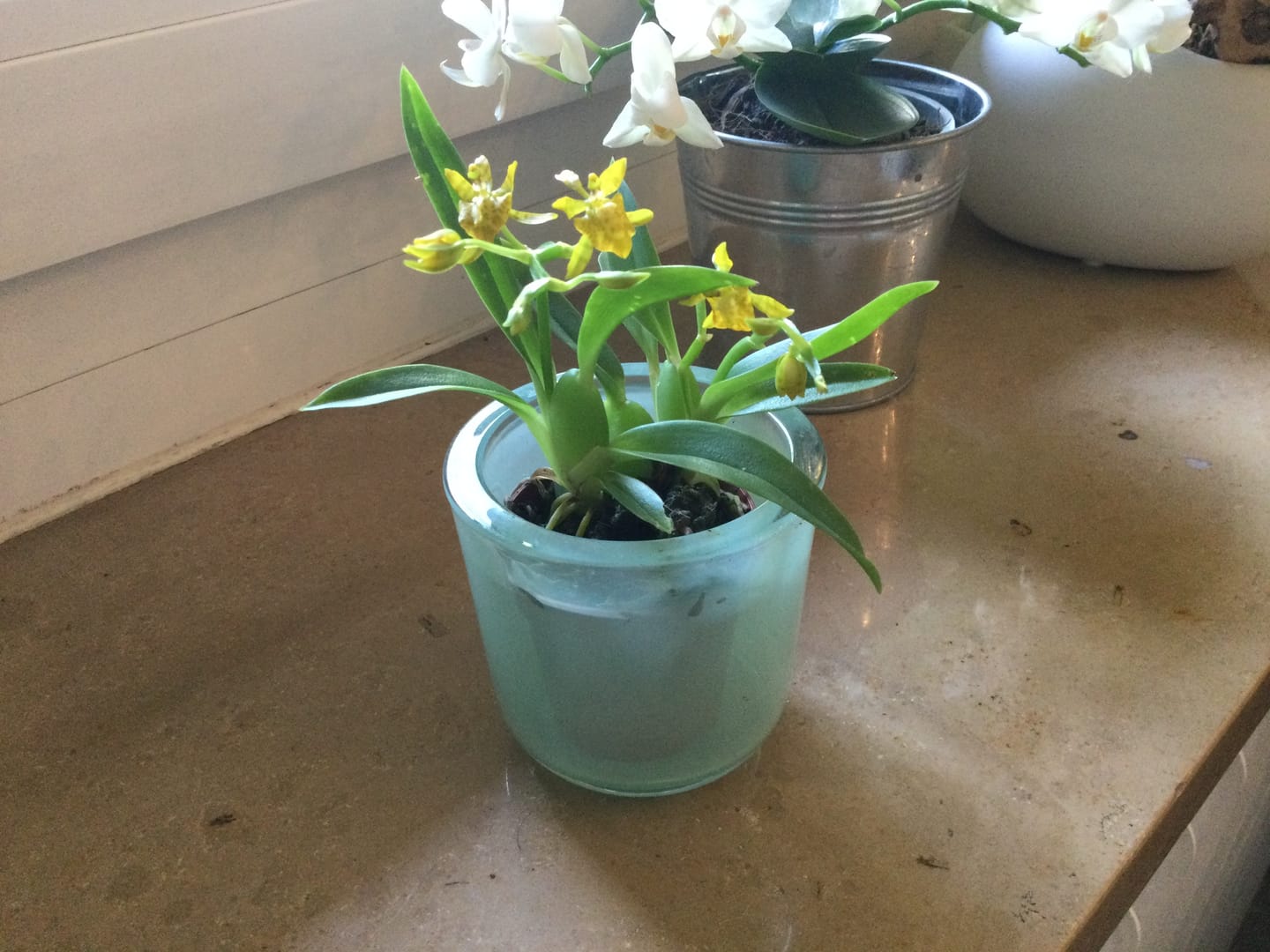 Customer photo review of Mini-Duft-Orchidee Cyrtochilum Meirax