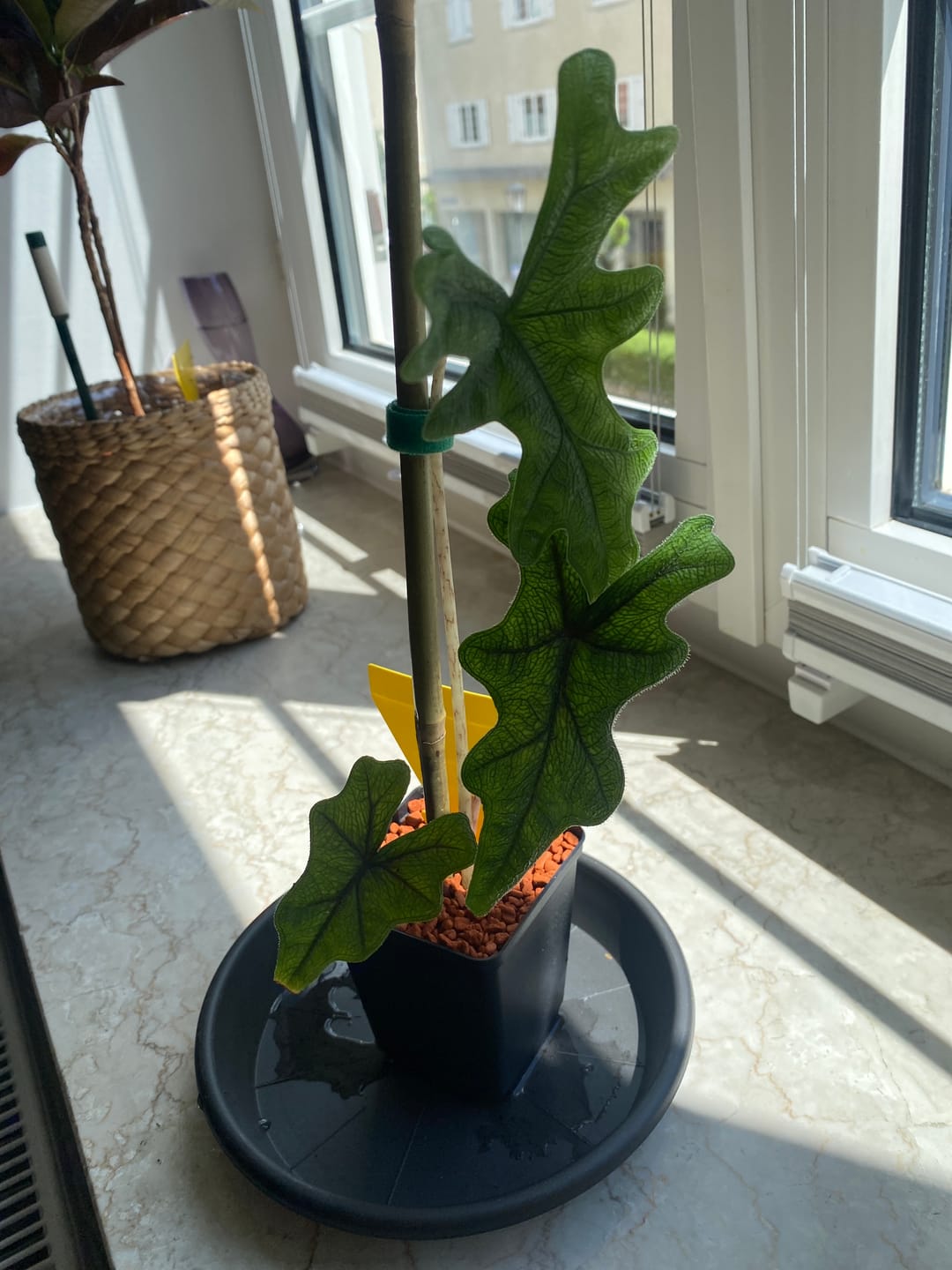 Customer photo review of ALOCASIA JACKLYN