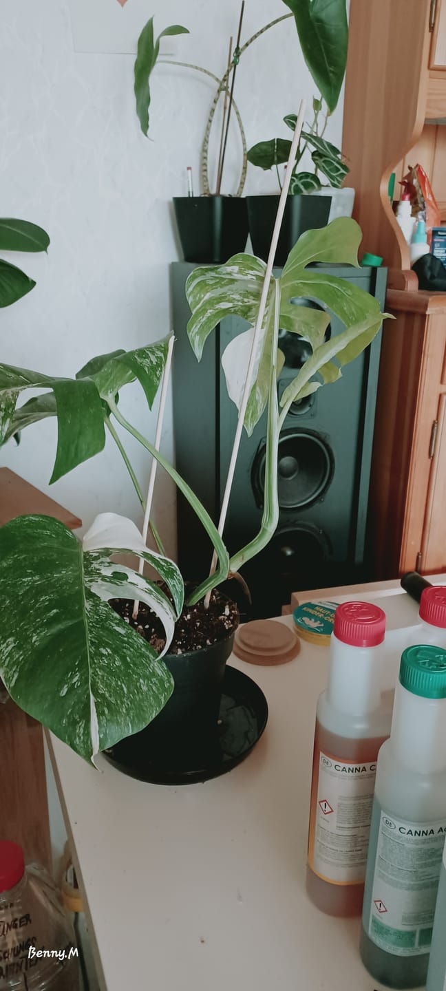Customer photo review of MONSTERA DELICIOSA VARIEGATA