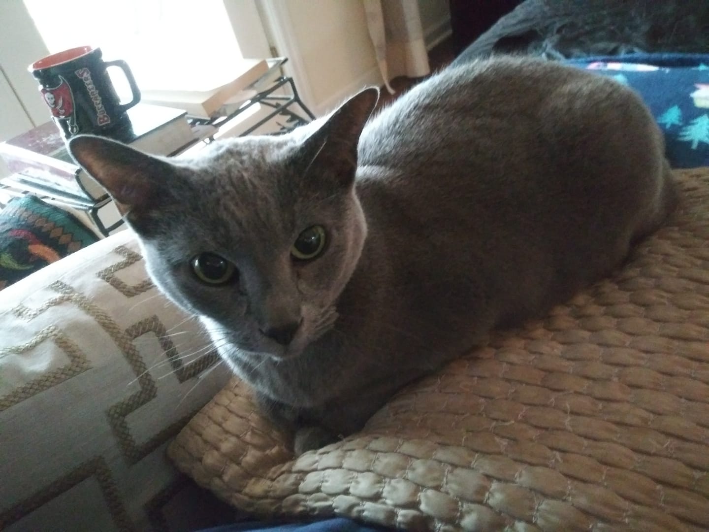Customer photo review of Natural Cat Laxative & Constipation Treatment