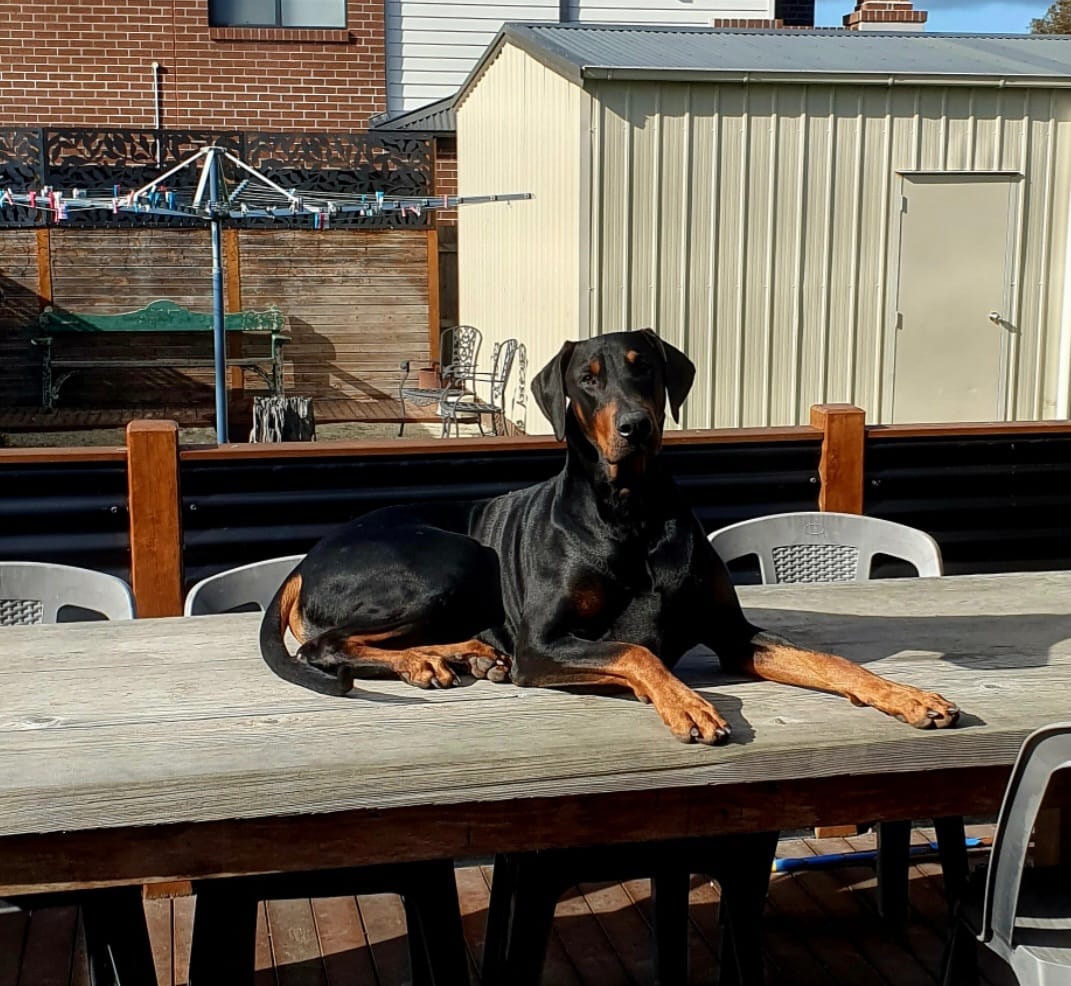 Customer photo review of Primal Raw Green Tripe | Immune & Digestive Health Dogs & Cats