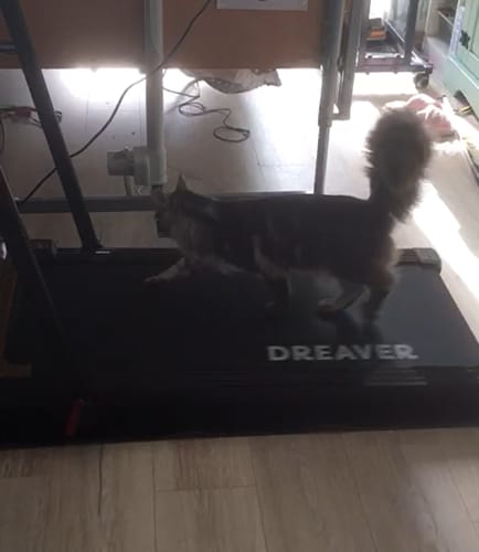 Customer photo review of Dreaver X250 Loopband - Inklapbaar - Hellingshoek - 1-12km/u