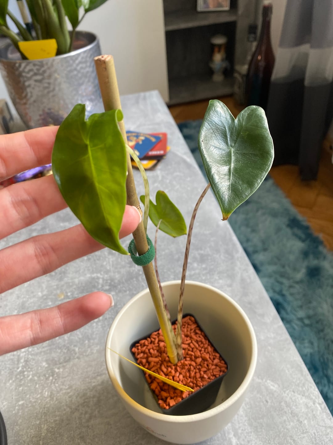 Customer photo review of ALOCASIA ZEBRINA