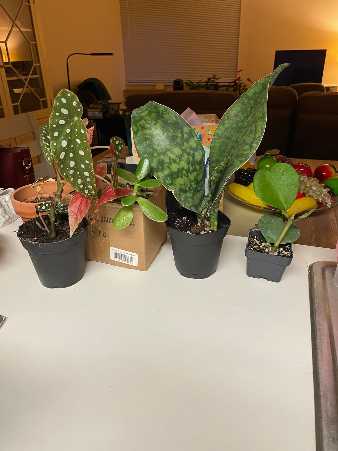 Customer photo review of Begonia maculata