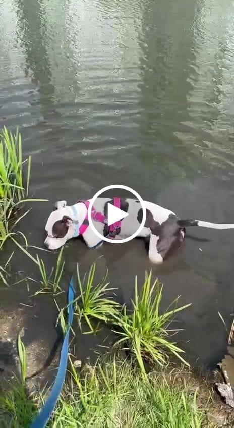 Customer video review of TRI-Harness® | Anti-Pull, Adjustable & Durable - Dog Trainers Choice - Magenta v2.0