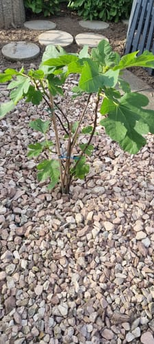 Customer photo review of Ficus carica "Desert King" amerikanische Sorte 80-100 cm / 4-6 Lt.Topf (47)