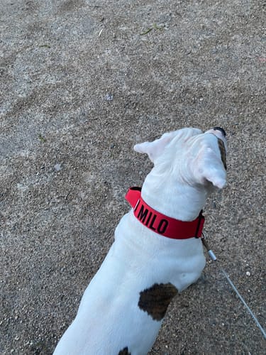 Customer photo review of Red Bully Proof Collar