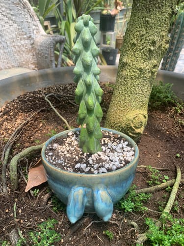 Customer photo review of Boobie Cactus | Myrtillocactus geometrizans Fukurokuryuzinboku
